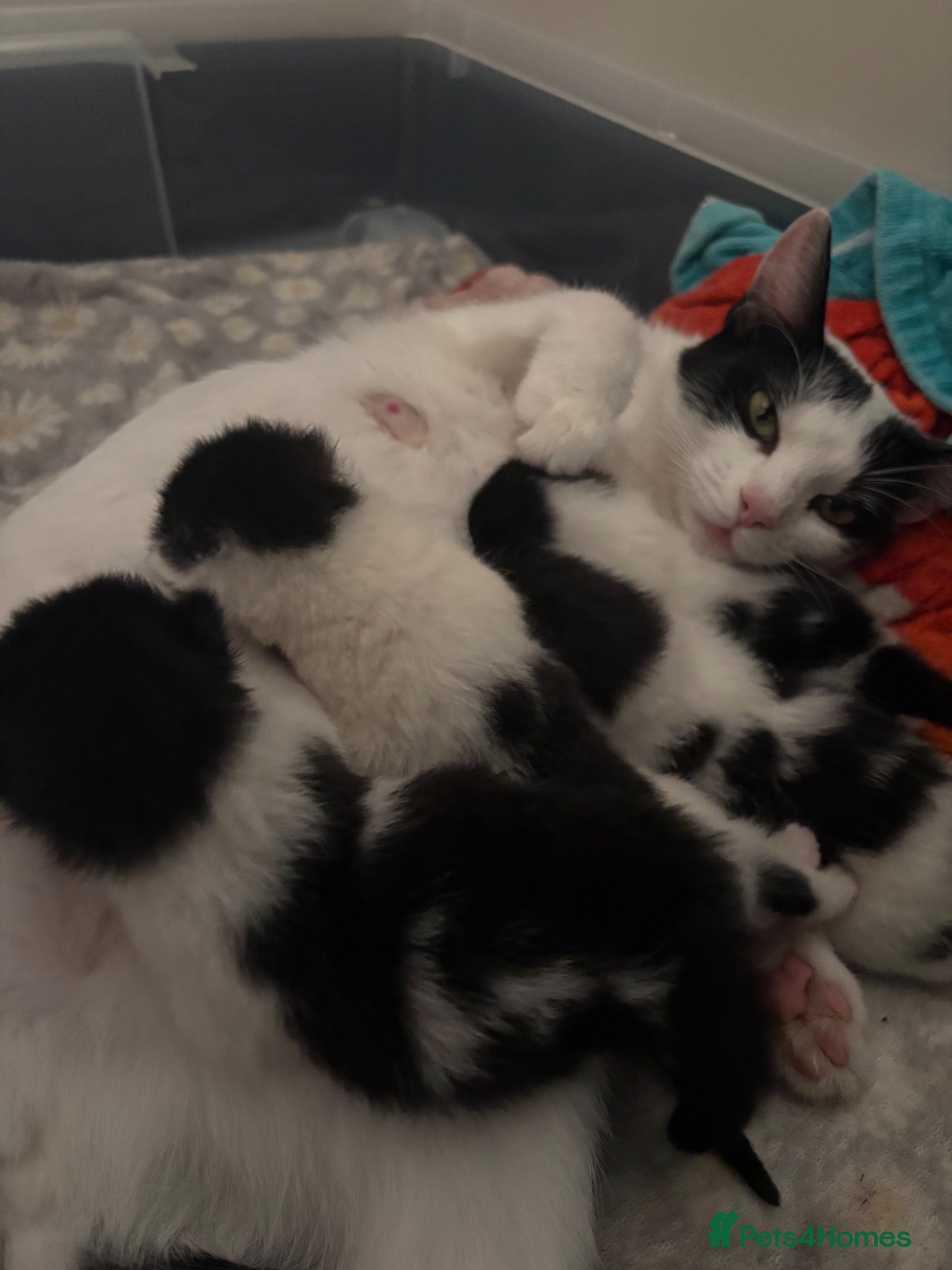 Mixed Breed cats Two female left - Advert 8