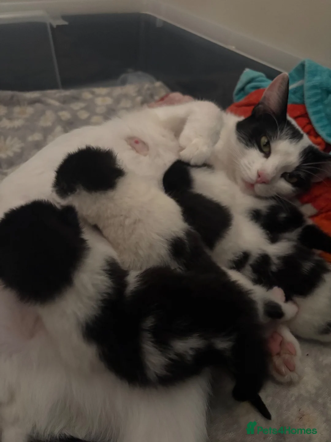 Mixed Breed cats for sale: Two female left - Advert 1