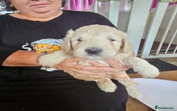 Double Doodle dogs for sale: FANTASTIC FOUR YORKSHIRE LADS  - Image 12