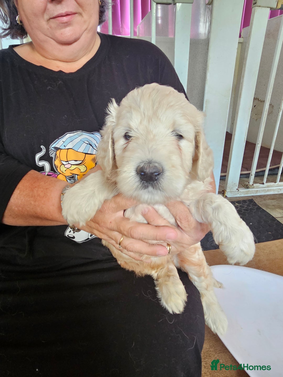 Double Doodle dogs for sale: FANTASTIC FOUR YORKSHIRE LADS  - Image 12