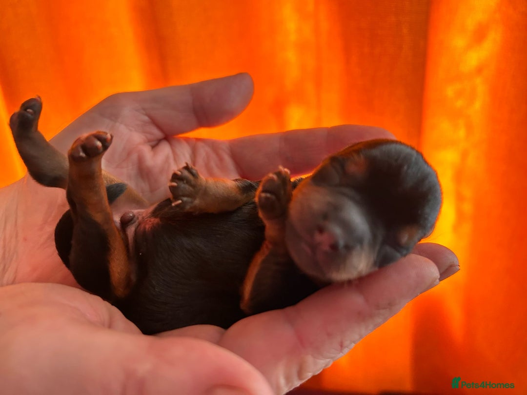 Yorkshire Terrier dogs for sale: Yorkshire Terrier Puppies – Ready 24 Dec - Image 8