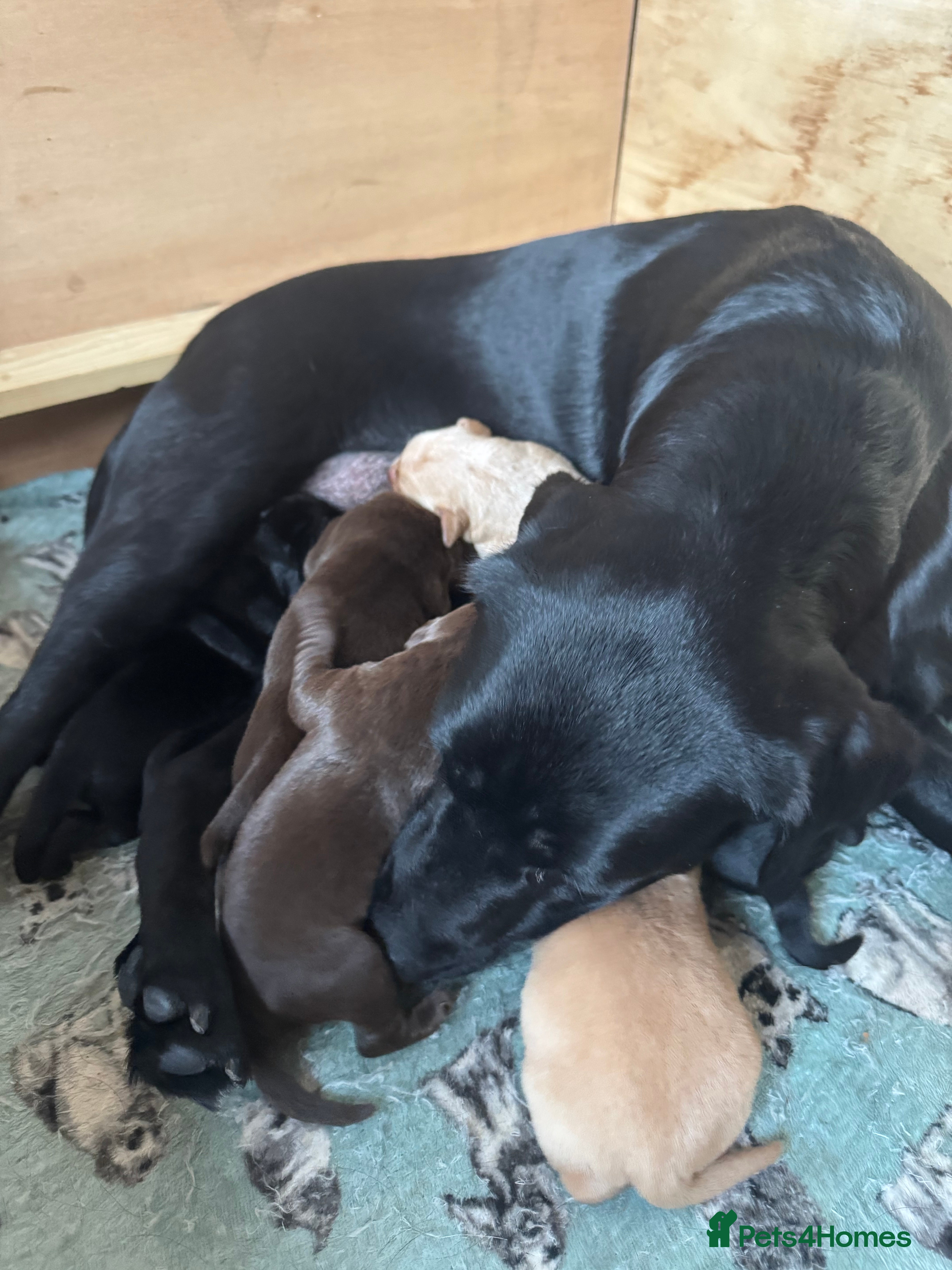 Labrador Retriever dogs KC Registered Labrador Retriever Puppies - Advert 1