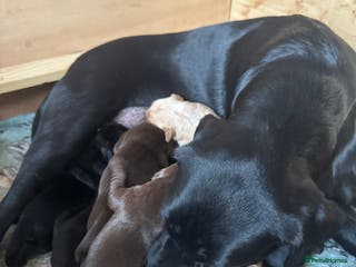 Labrador Retriever dogs KC Registered Labrador Retriever Puppies - Advert 7