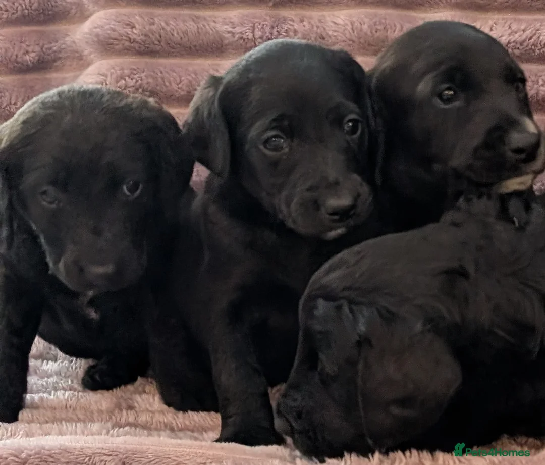 Labradoodle dogs for sale: 🐾 Labradoodle Puppies 🐾 - Advert 19