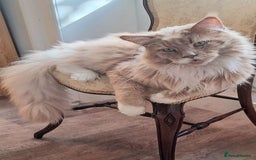 Mixed Breed cats for sale: Maine Coon cross Norwegian kittens - Image 3