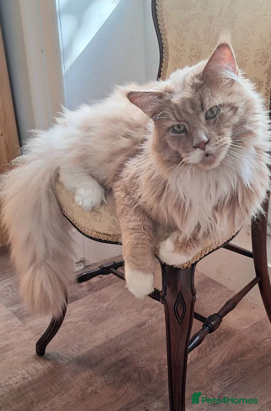 Mixed Breed cats for sale: Maine Coon cross Norwegian kittens - Image 3