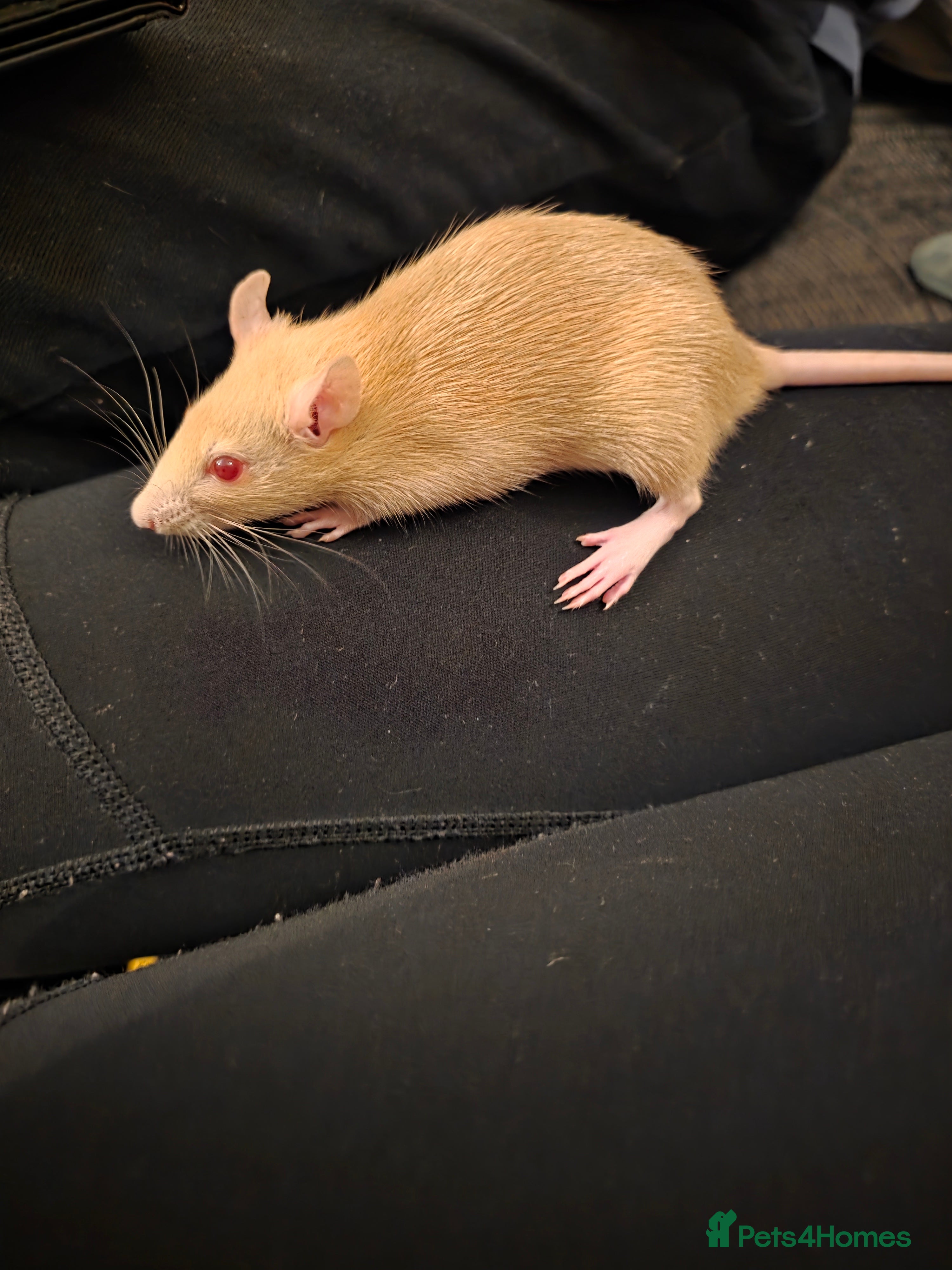 Rat rodents 2 female rats 10-12 weeks old  - Advert 1