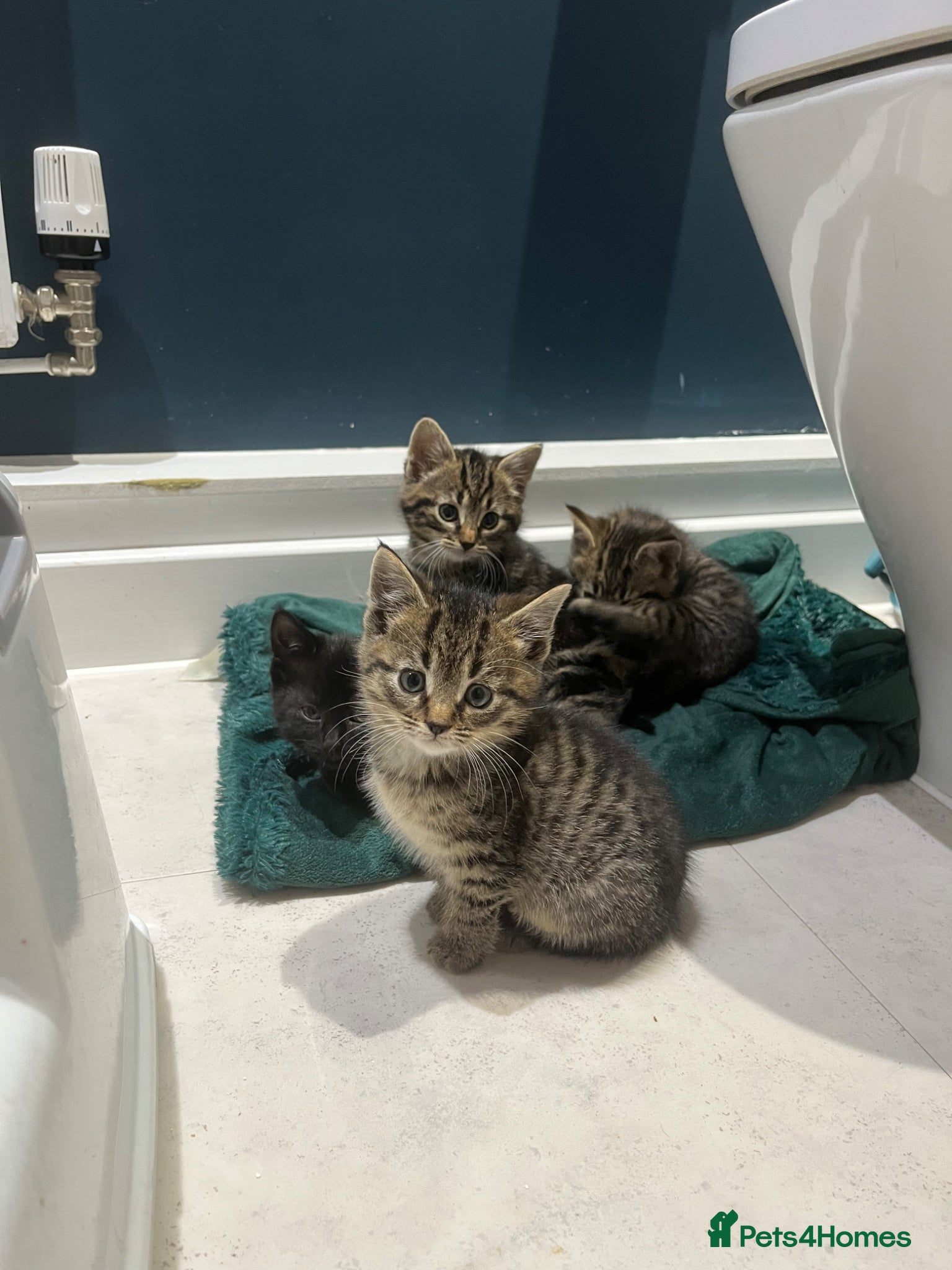 Mixed Breed cats 5 beautiful kittens, mix of black and tabby  - Advert 4
