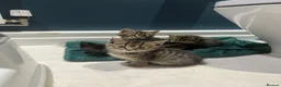 Mixed Breed cats for sale: 5 beautiful kittens, mix of black and tabby  - Advert 1