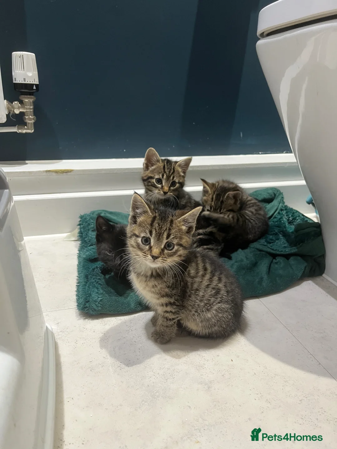 Mixed Breed cats for sale: 5 beautiful kittens, mix of black and tabby  - Advert 1