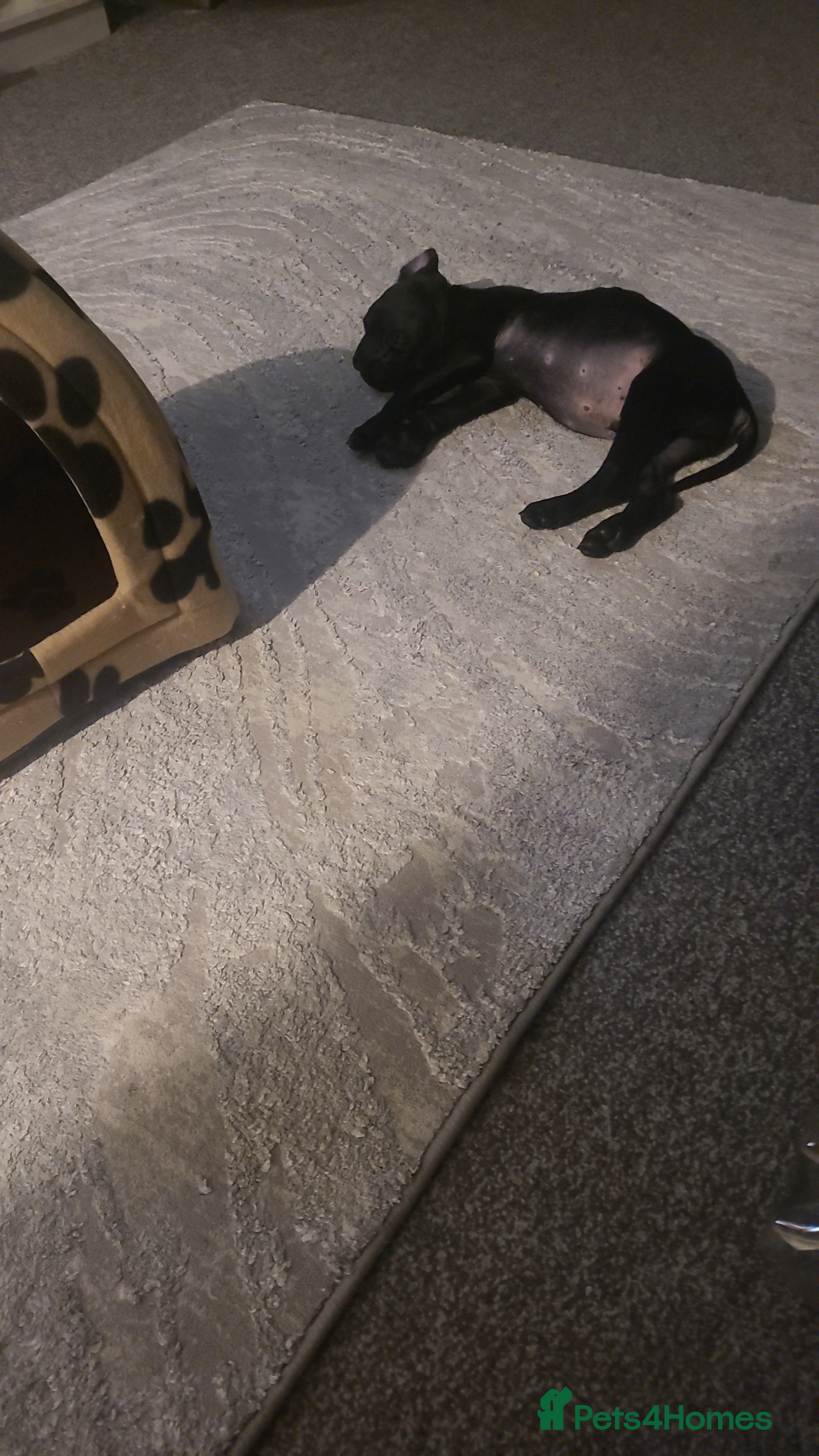 Cane Corso dogs Cane corso pup - Advert 8