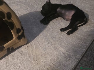 Cane Corso dogs Cane corso pup - Advert 1