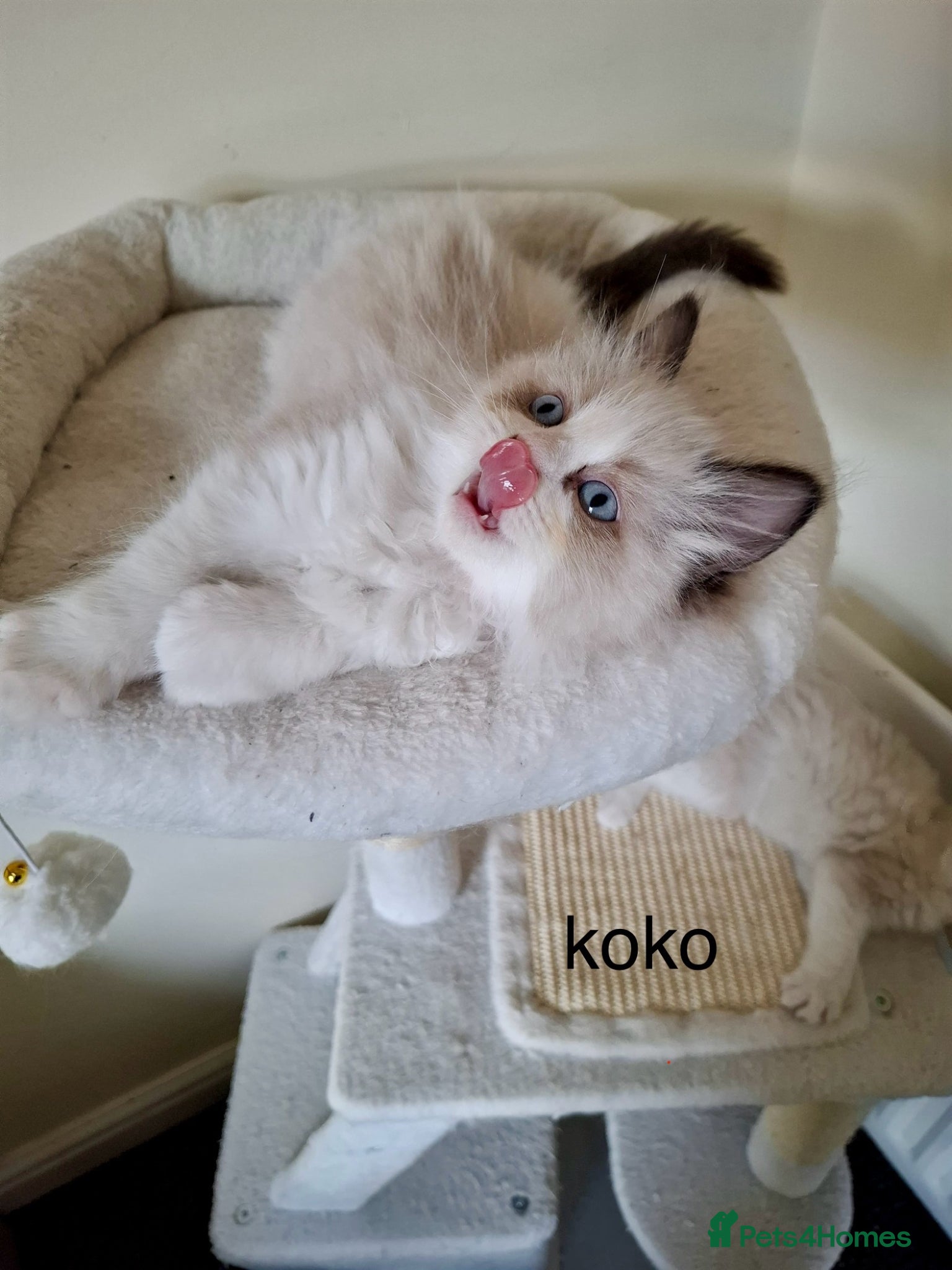 Ragdoll cats Purebred Ragdoll Kittens - TICA - YORKSHIRE - Advert 1