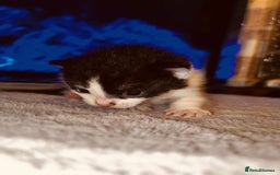 Domestic Shorthair cats for sale: Adorable Kittens! 🐾 - Image 4