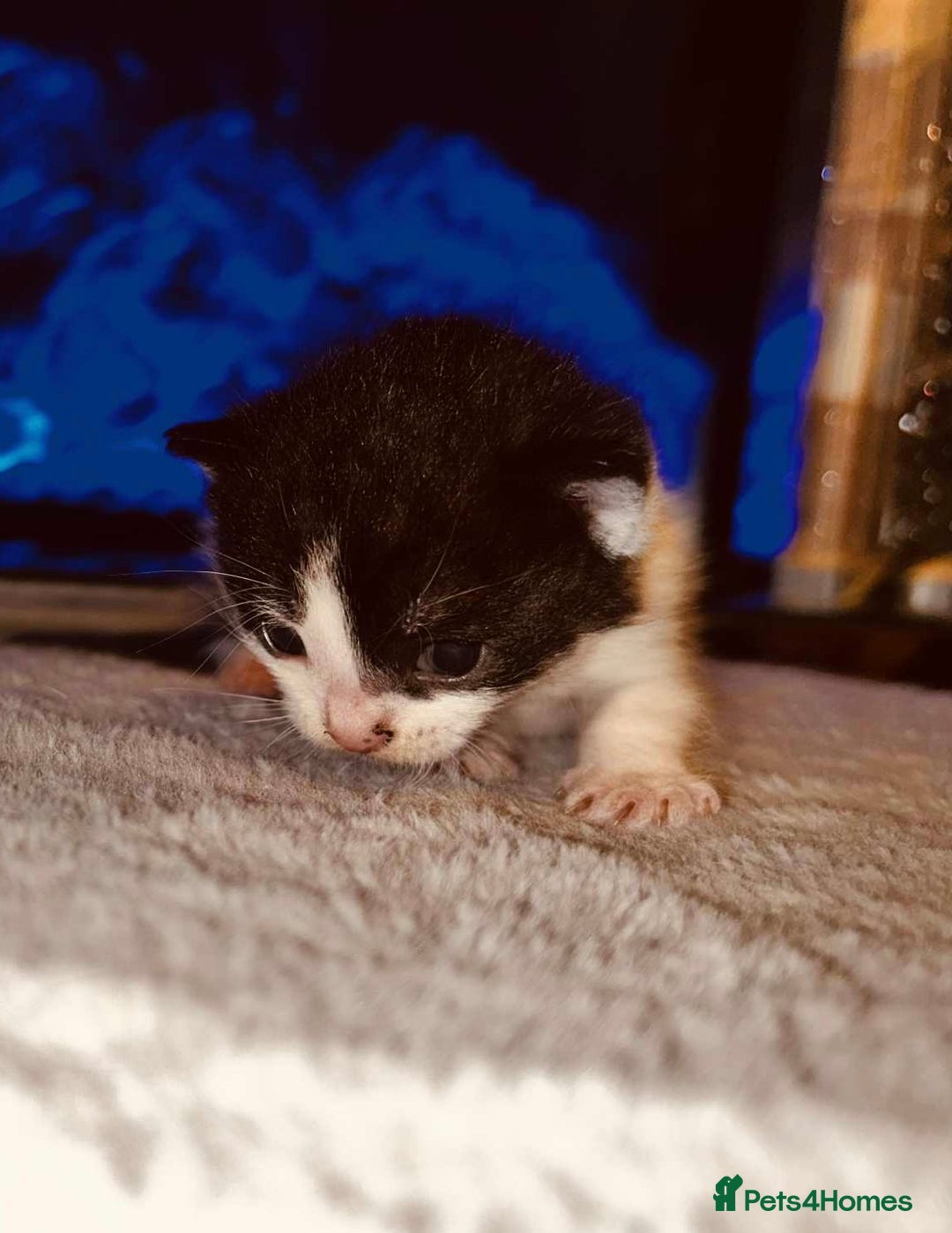 Domestic Shorthair cats for sale: Adorable Kittens! 🐾 - Image 4