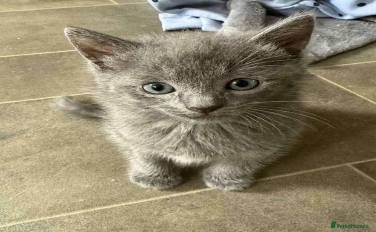 Ragdoll cats - Advert 1
