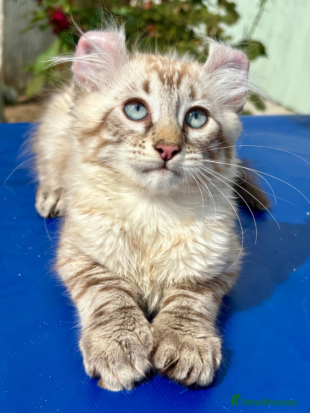 Keetso cats for sale: Stunning polydactyl longhaired snow leopard Keetso - Image 11