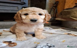 Cockapoo dogs for sale: Beautiful Cockapoo Puppies For Sale  - Image 7