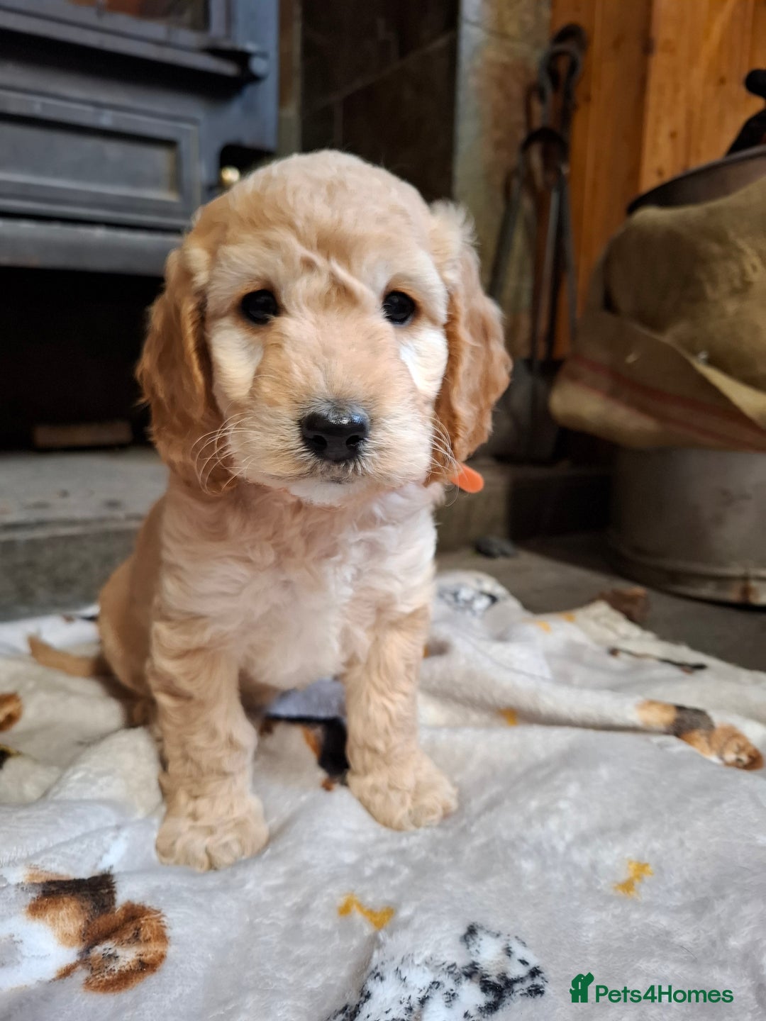 Cockapoo dogs for sale: Beautiful Cockapoo Puppies For Sale  - Image 7
