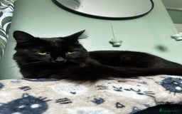 Mixed Breed cats for sale: 2 long haired black females❤️ - Image 9