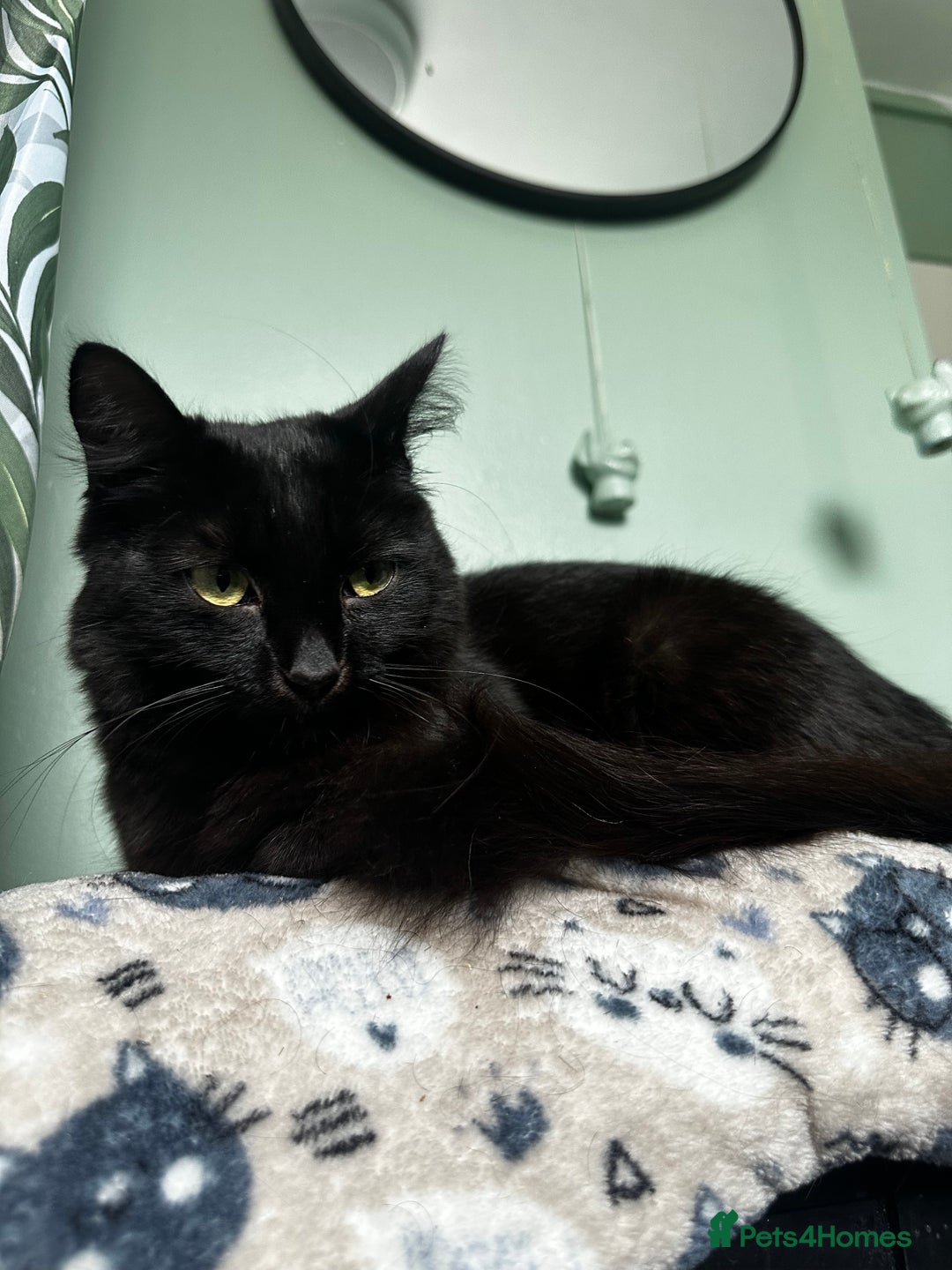 Mixed Breed cats for sale: 2 long haired black females❤️ - Image 9