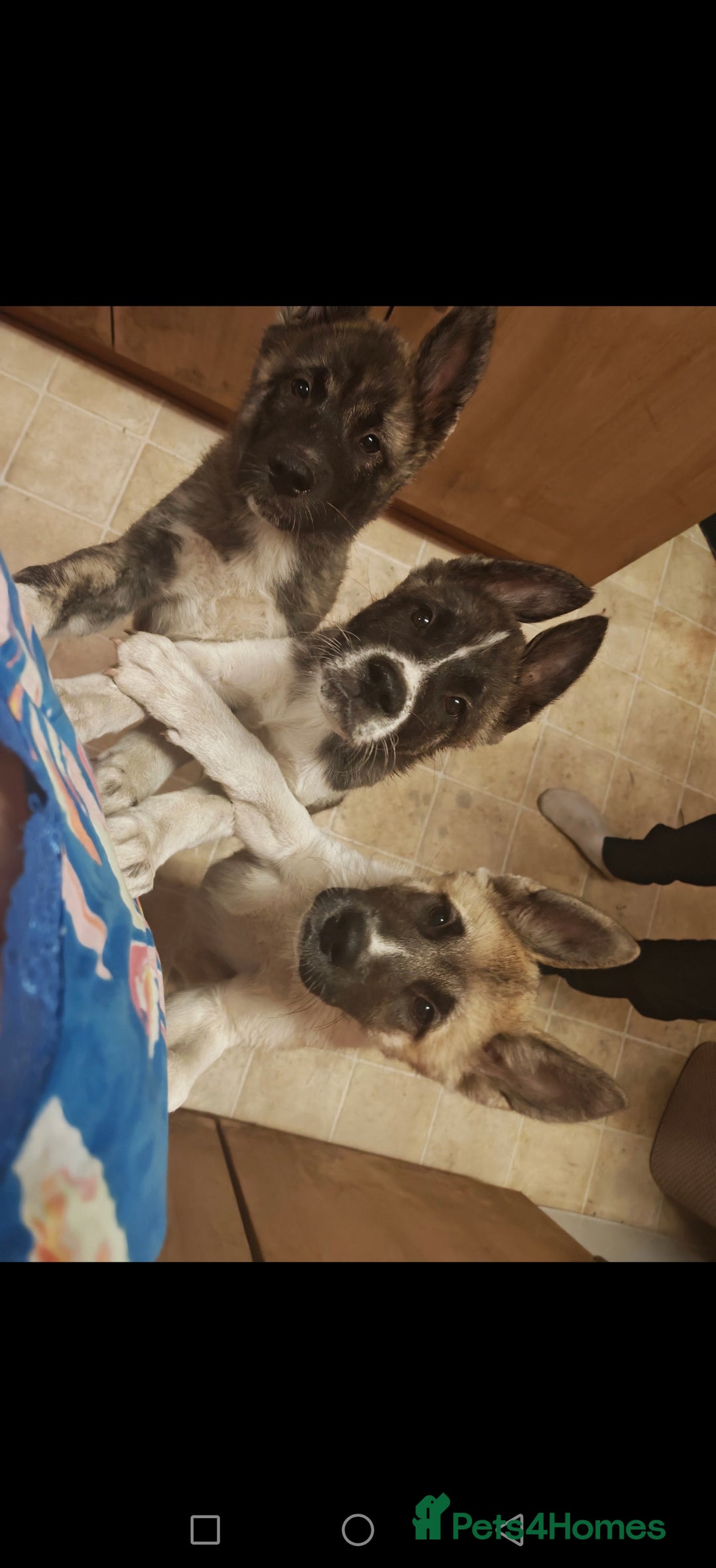 Mixed Breed dogs for sale: Akita  puppies for sale  - Image 3