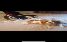 Cavalier King Charles Spaniel dogs for sale: King Charles cavalier puppies - Image 2