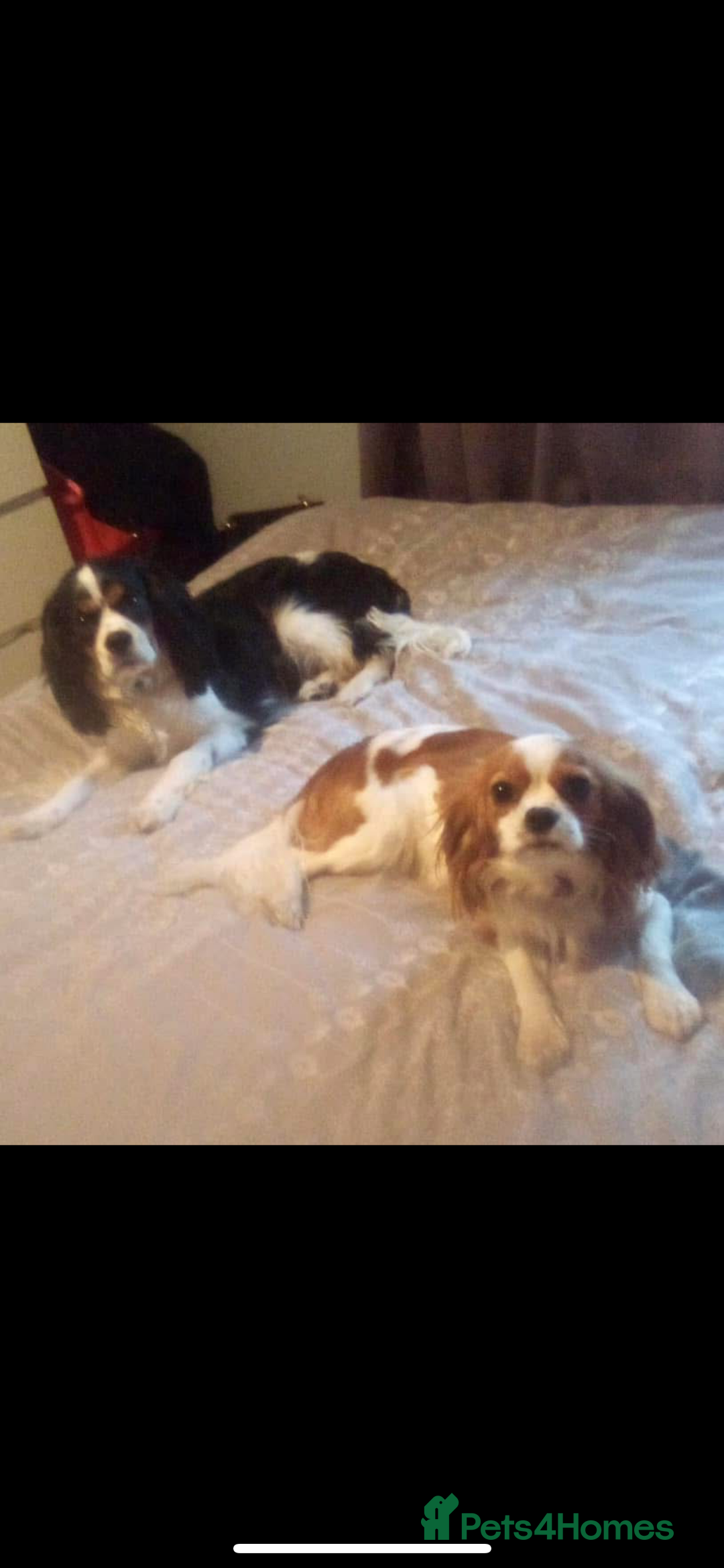 Cavalier King Charles Spaniel dogs for sale: King Charles cavalier puppies - Image 2