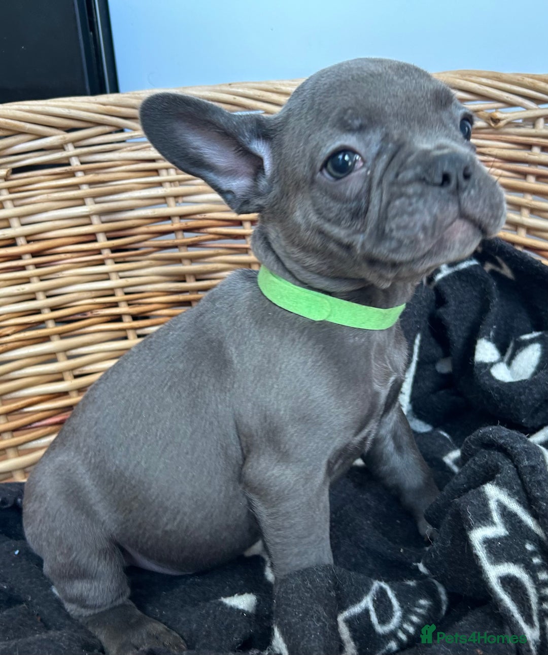 French Bulldog dogs for sale: Solid Blue French Bulldog  - Image 10