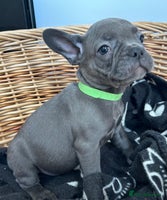 French Bulldog dogs - Advert 1