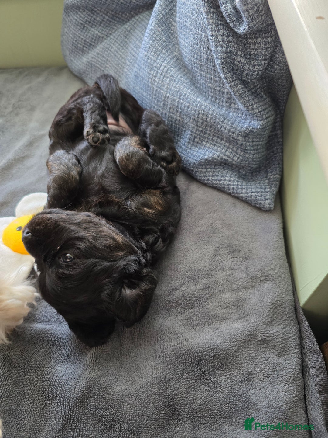Cavapoo dogs for sale: Gorgeous Cavapoo puppies looking for forever home - Image 9