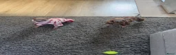 Italian Greyhound dogs for sale: Three Italian greyhound puppies  - Advert 5