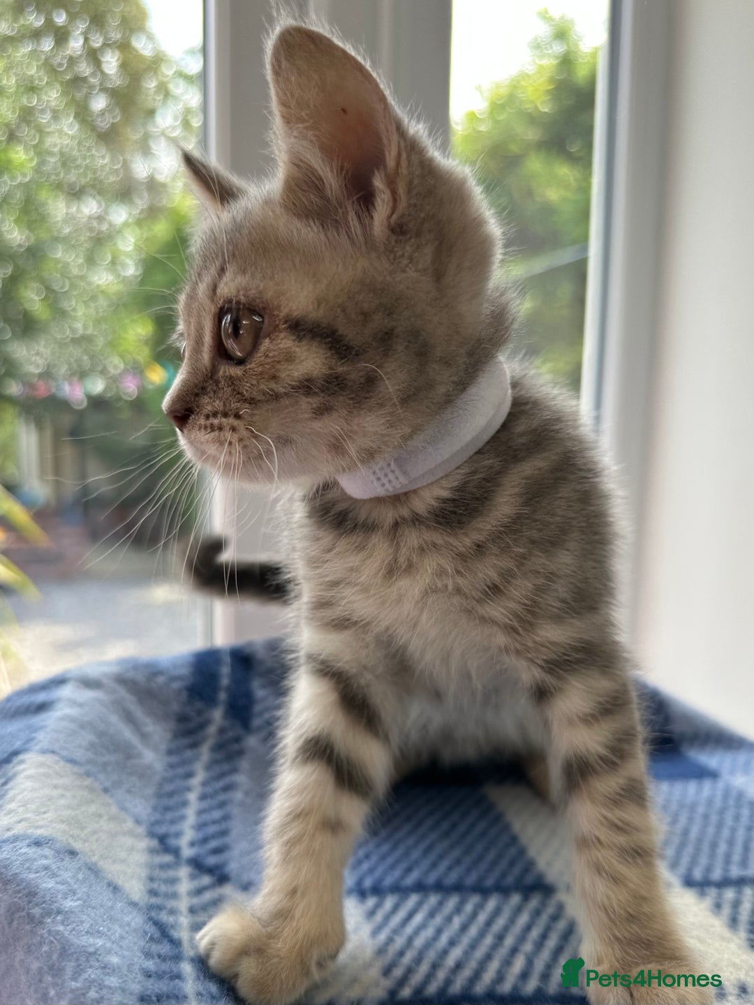 British Shorthair cats for sale: Purebred British Shorthair Grey Stripe Kittens - Image 24
