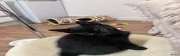 Mixed Breed cats for sale: Beautiful kittens ready for their forever homes - Advert 7