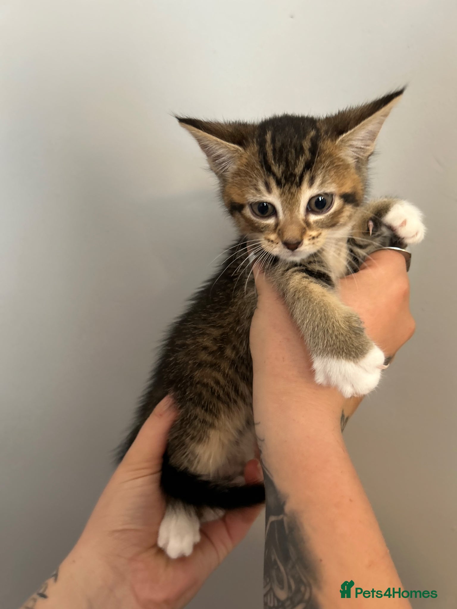 Mixed Breed cats for sale: 🚨GORGEOUS KITTENS READY TO LEAVE 🚨 - Advert 21