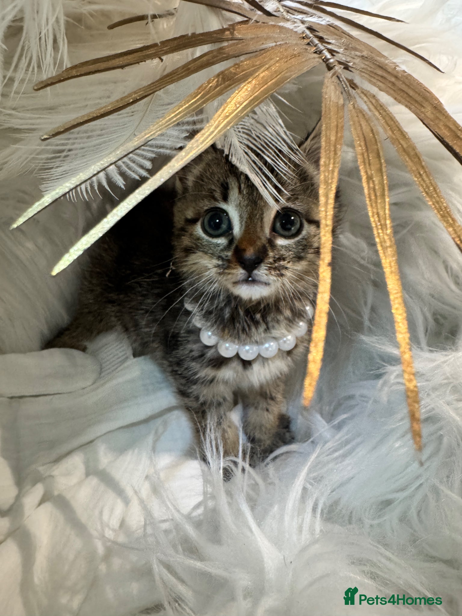 Egyptian Mau cats TICA REG Silver Egyptian Mau x SnowBengal LAST ONE - Advert 1