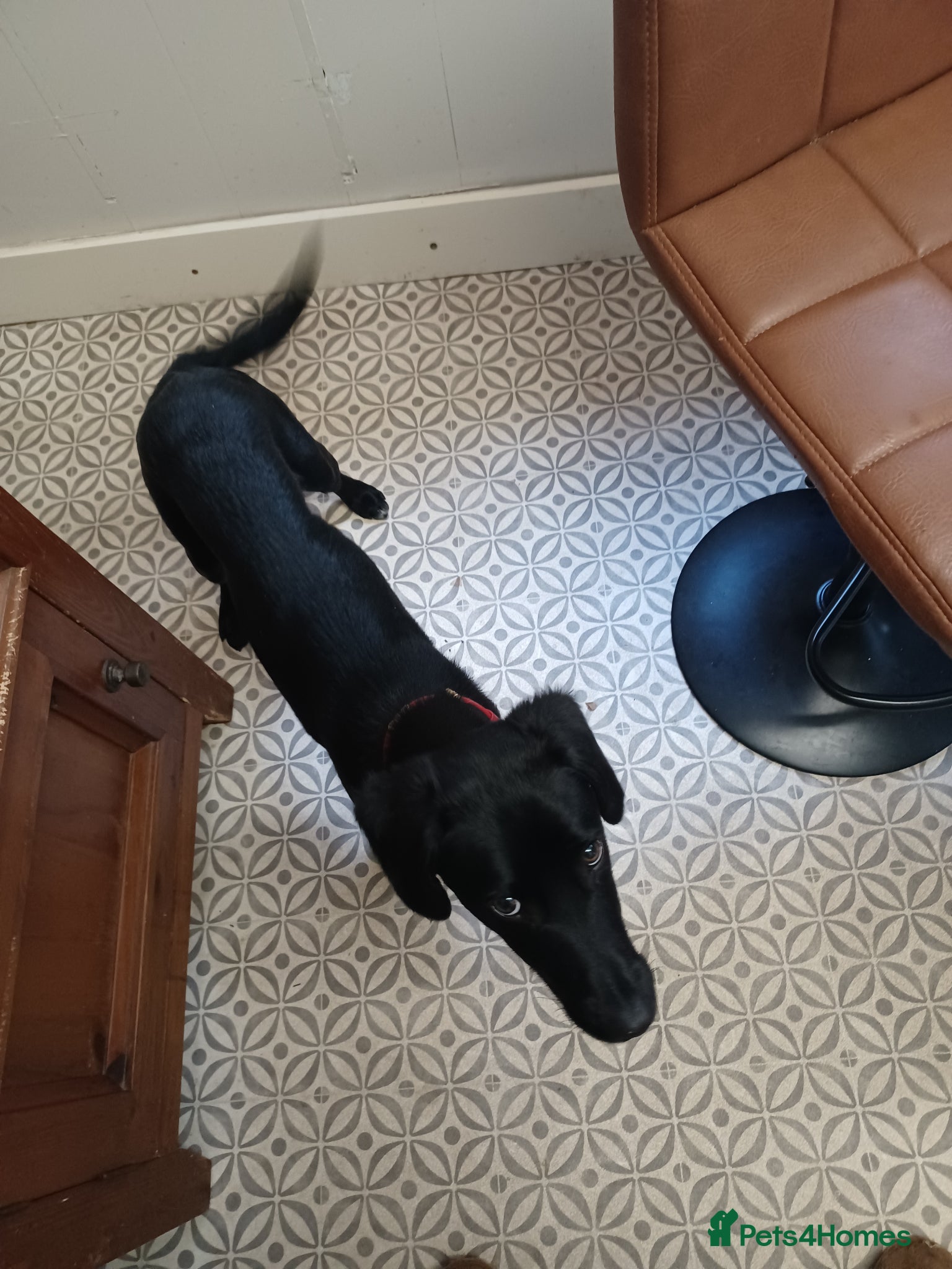 Mixed Breed dogs for sale: Sprollie 6/7mth old Sprollie in Camborne - Advert 1