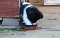 Akita dogs for sale: Quality Akita Babies (& KC Registered) - Image 15