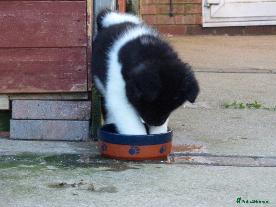 Akita dogs for sale: Quality Akita Babies (& KC Registered) - Image 15