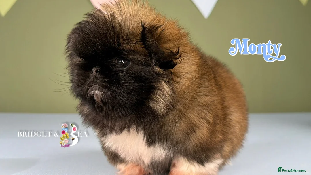 Pekingese dogs for sale: 💙OUTSTANDING QUALITY BOY 💙 champion lines in Gateshead - Advert 1