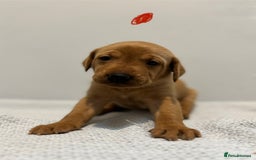 Labrador Retriever dogs for sale: Beautiful fox red puppies  - Image 19