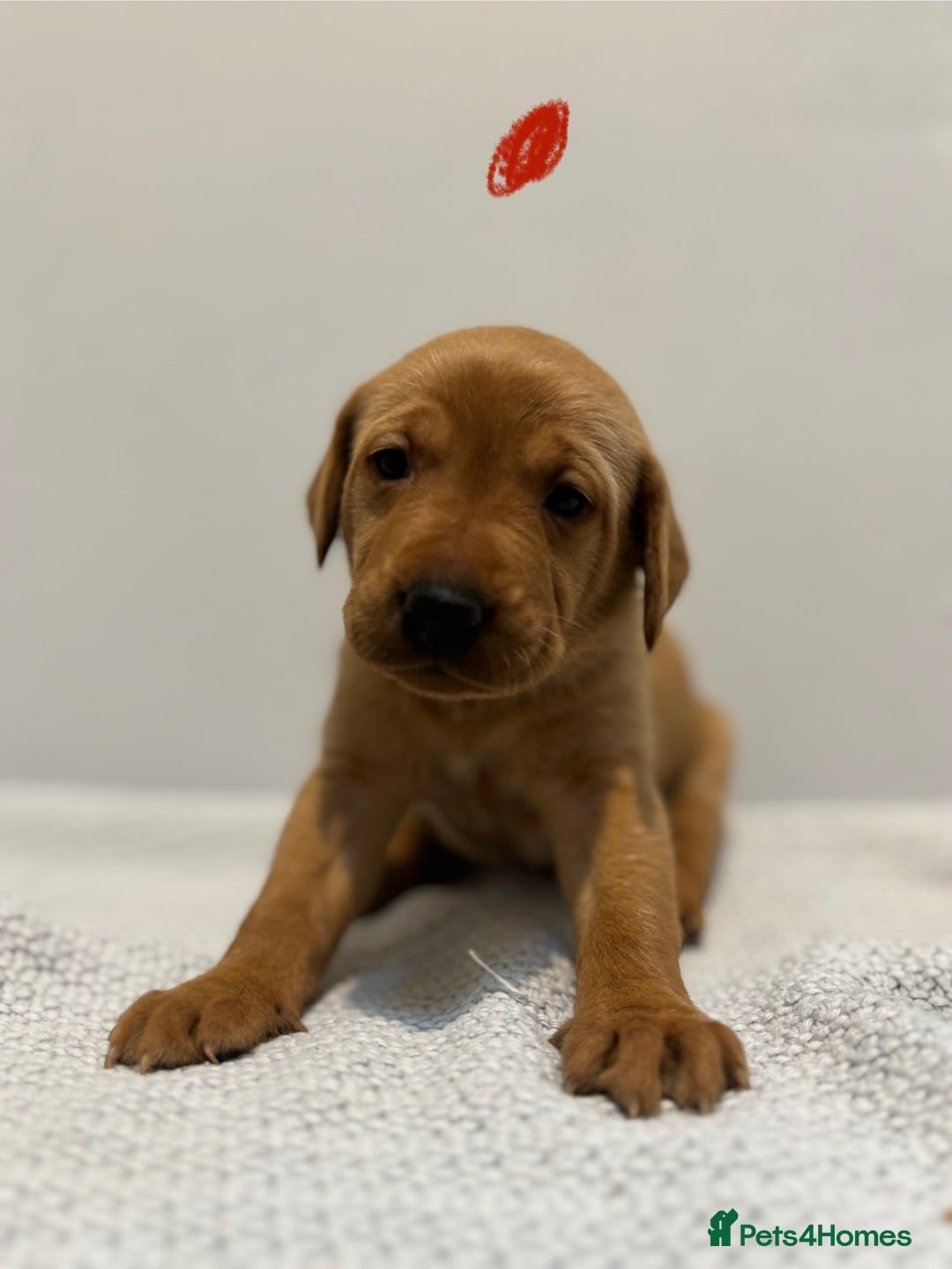 Labrador Retriever dogs for sale: Beautiful fox red puppies  - Image 19