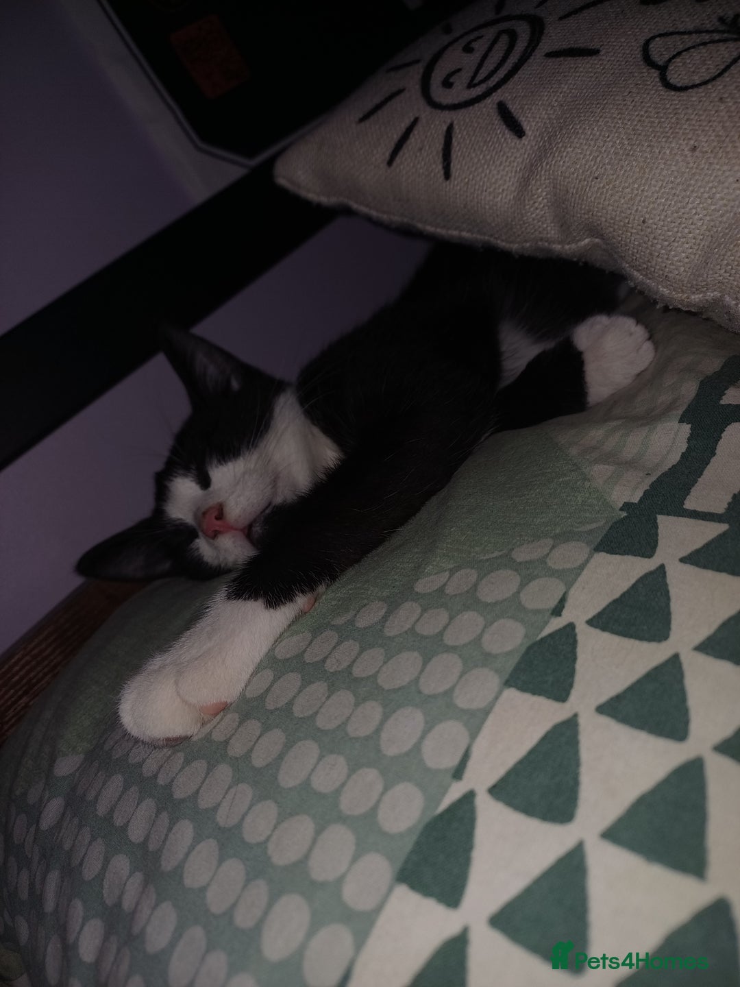 Mixed Breed cats for sale: Male cat  - Advert 2