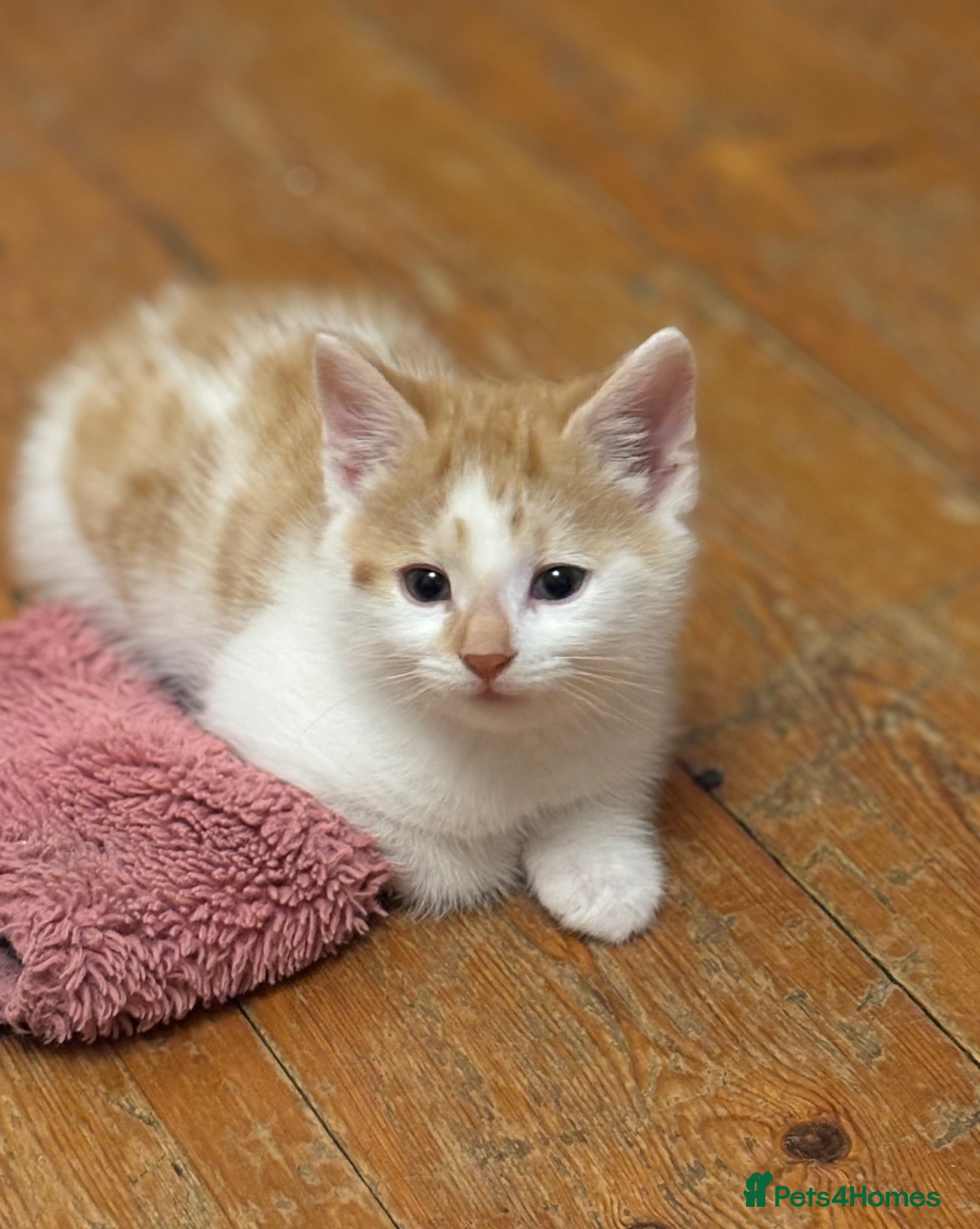 Mixed Breed cats Kittens 8weeks mainecoon cross loving homes ❤️ - Advert 2