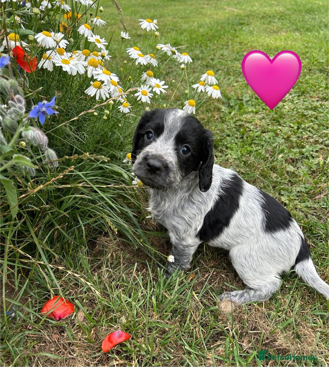 Cocker Spaniel dogs for sale: GORGEOUS WORKING COCKER PUPS - Image 9