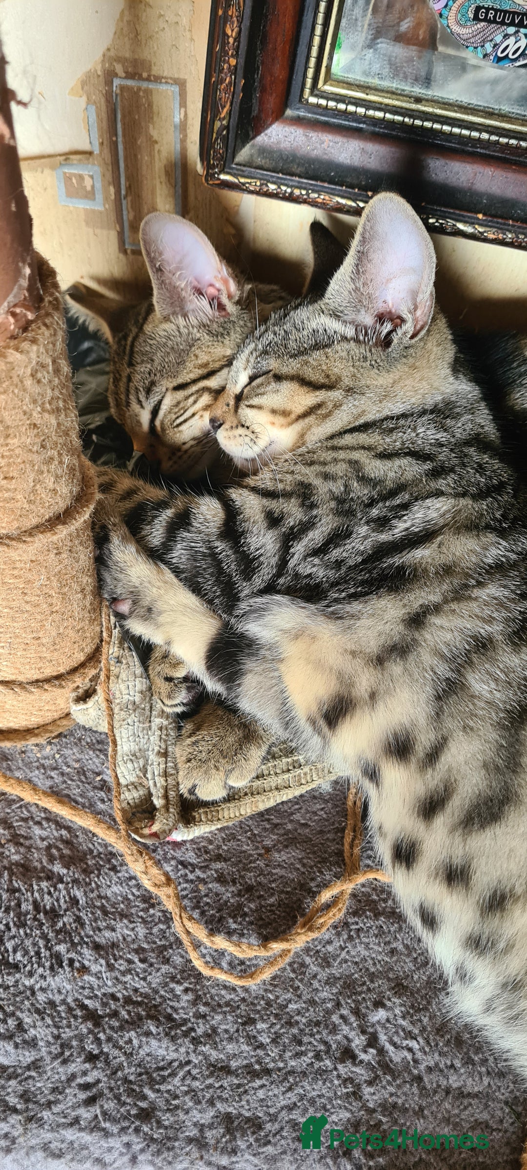 Bengal cats for sale: Mixed bengal kittens   - Image 13