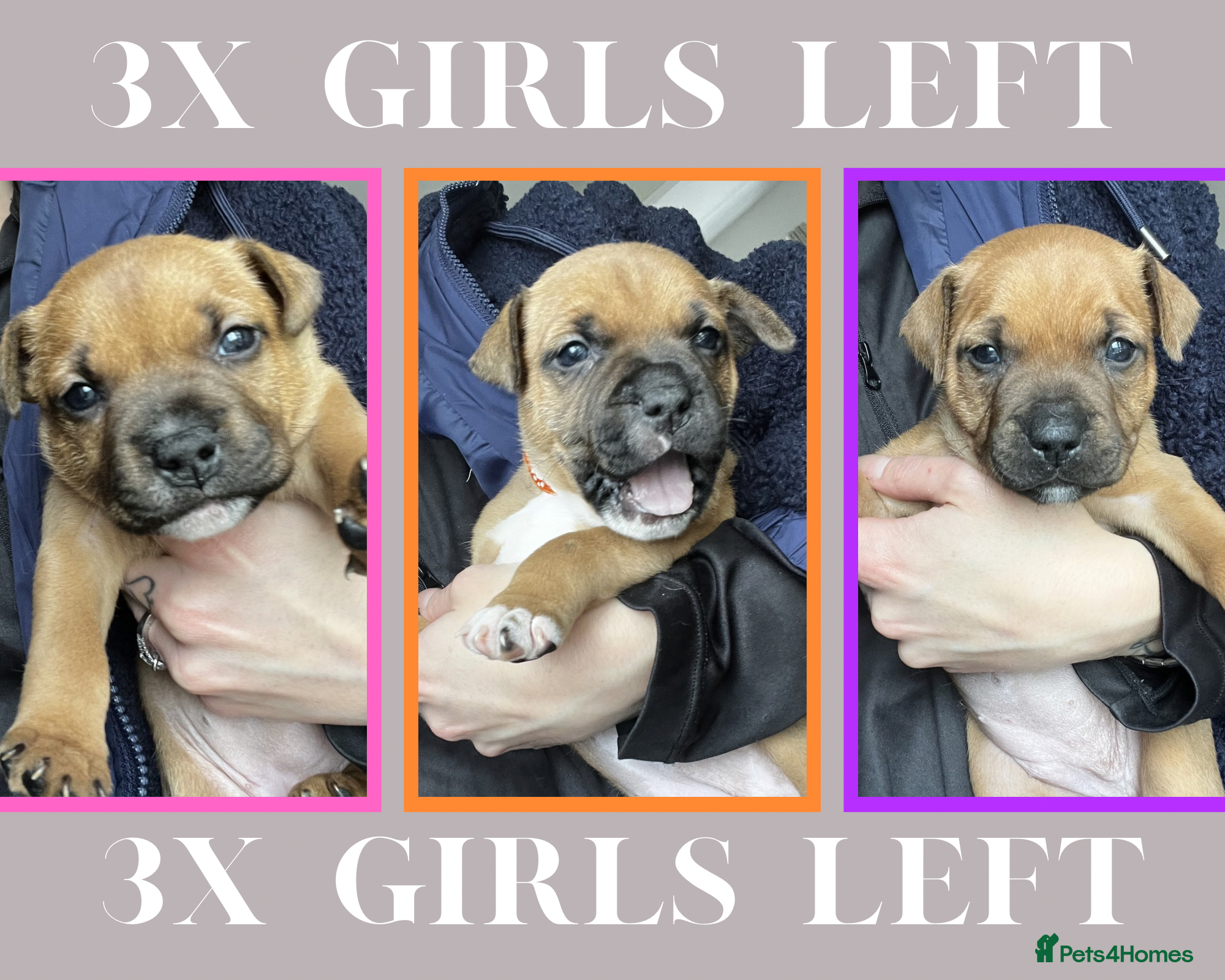 Staffordshire Bull Terrier dogs BEAUTIFUL RED STAFFORDSHIRE BULL TERRIER PUPPIES - Advert 19