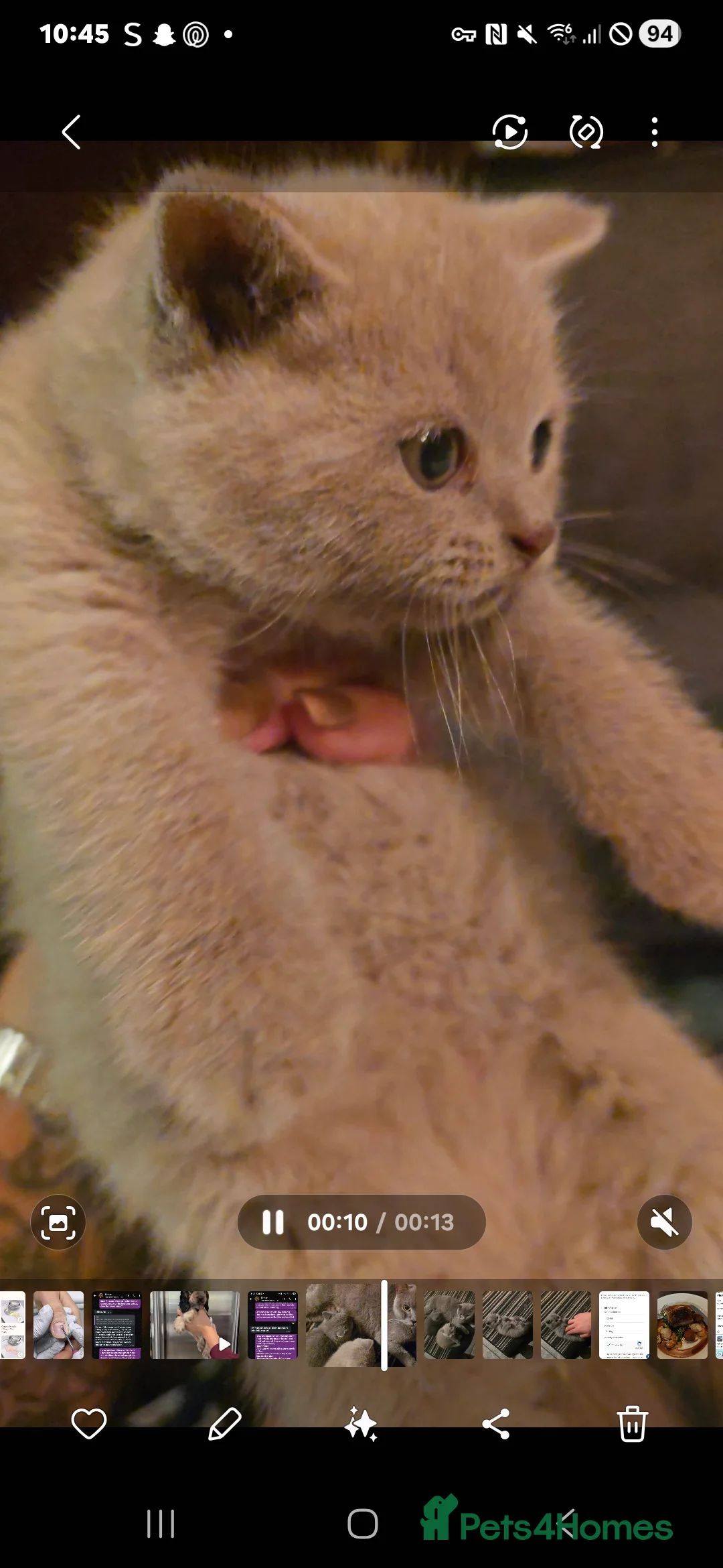 British Shorthair cats for sale: 6 british short hair ready to go  - Advert 19