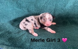 Australian Shepherd dogs for sale: Beautiful Australian Shepherds  - Image 13