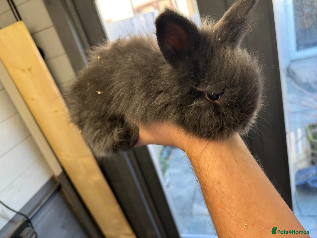 Angora rabbits for sale: Full face Angora babies - Advert 5